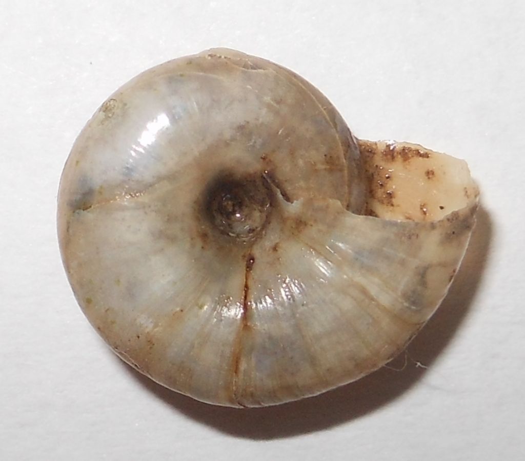 Oxychilus sp.